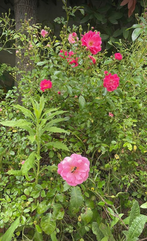 Bushra Sadeq