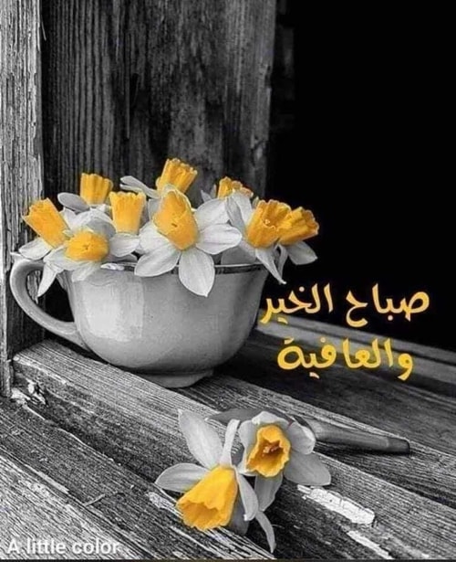 اركان الدبيسي